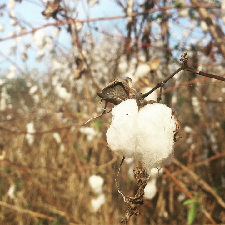 Why Organic Cotton Clothing Matters.