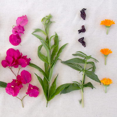 That time I foraged for color in my garden.